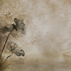龜背竹-原創(chuàng  )定制壁畫(huà) mural